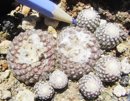 Copiapoa <br>lauii
