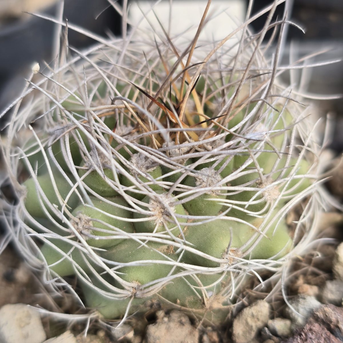 Matucana <br>calliantha