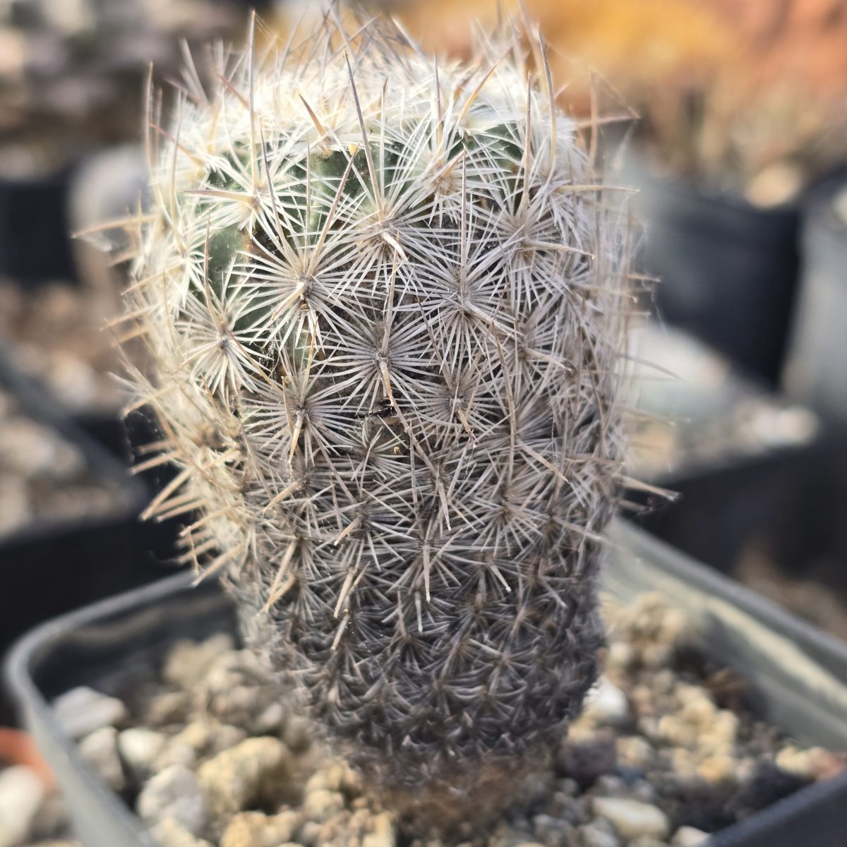 Echinomastus <br>sp