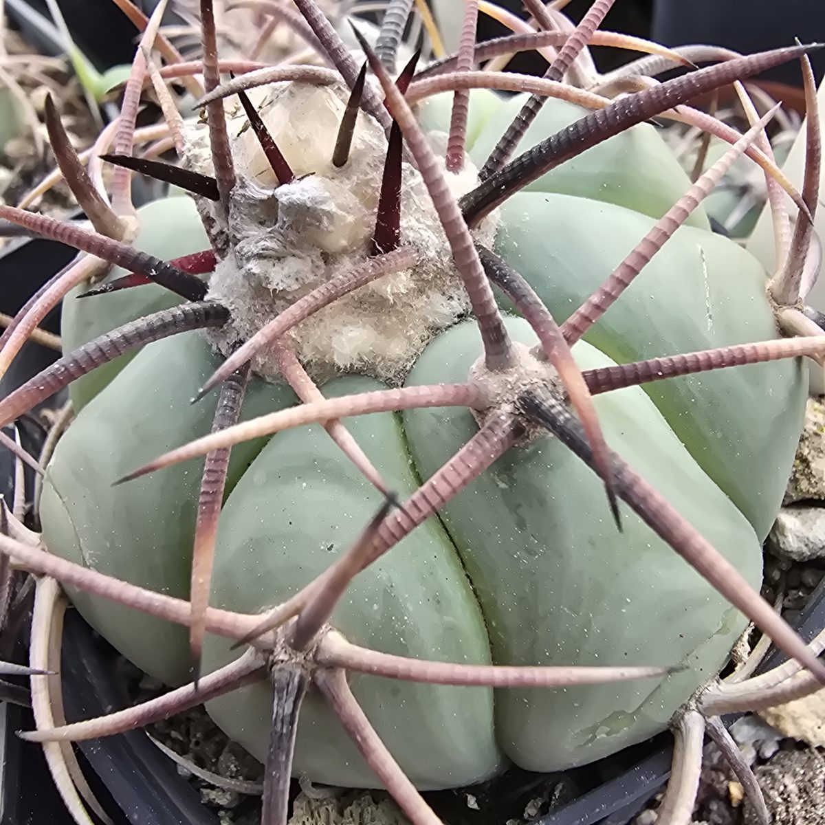 Echinocactus <br>horizonthalonius