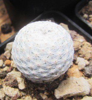 Mammillaria <br>herrerae