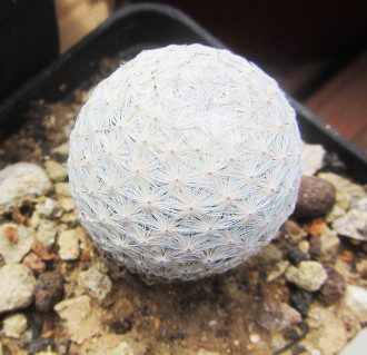 Mammillaria <br>herrerae