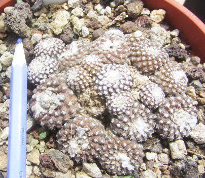 Copiapoa <br>laui