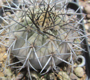 Copiapoa <br>calderana
