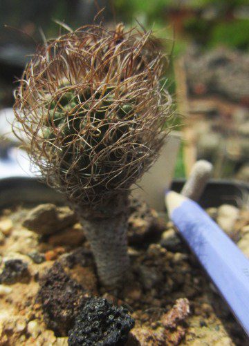 Turbinicarpus <br>krainzianus