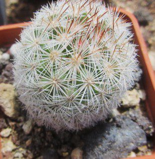 Escobaria <br>orcuttii koenigii