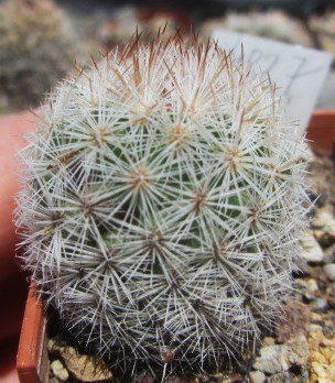 Escobaria <br>orcuttii koenigii