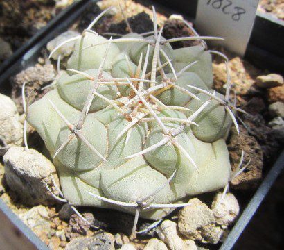 Thelocactus <br>hexaed x rincon