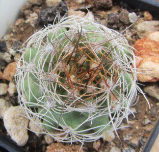 Matucana <br>calliantha fma