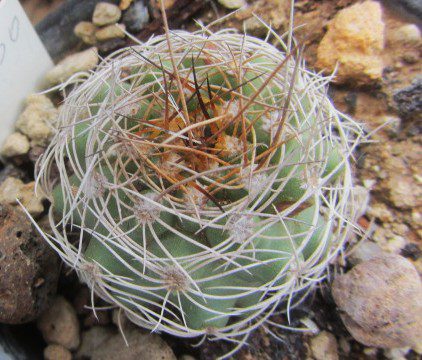 Matucana <br>calliantha fma
