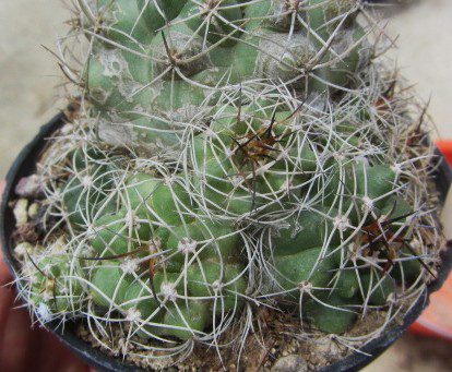 Matucana <br>paucicostata caespitosa