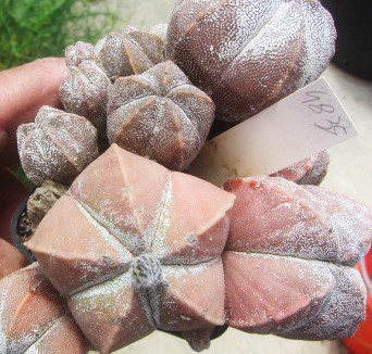 Astrophytum <br>myriostigma cv onzuka