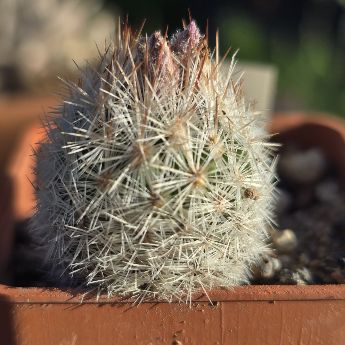 Escobaria <br>orcuttii koenigii