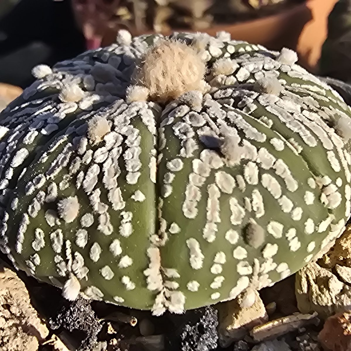 Astrophytum <br>asterias kabuto