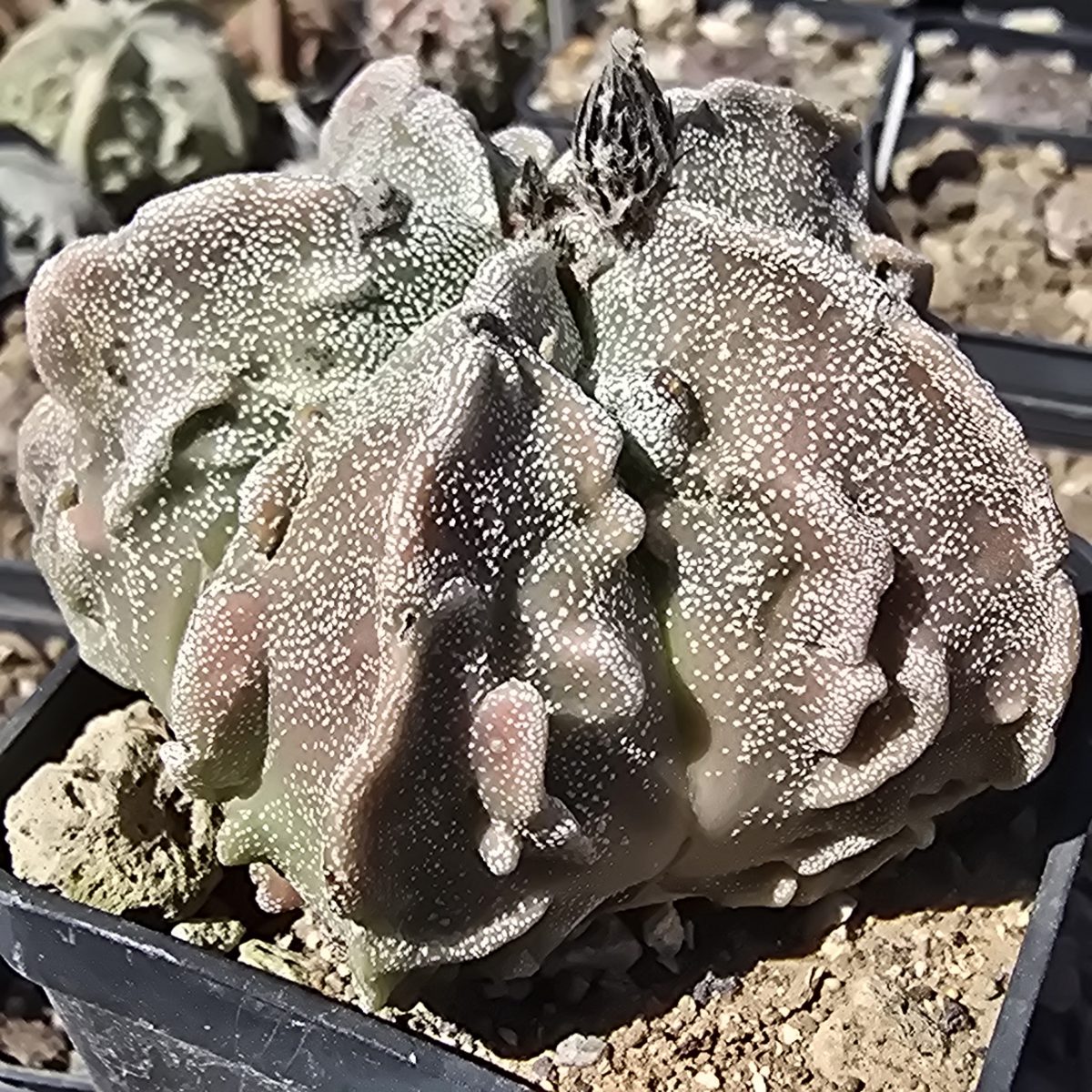 Astrophytum <br>myriostigma fukuryo