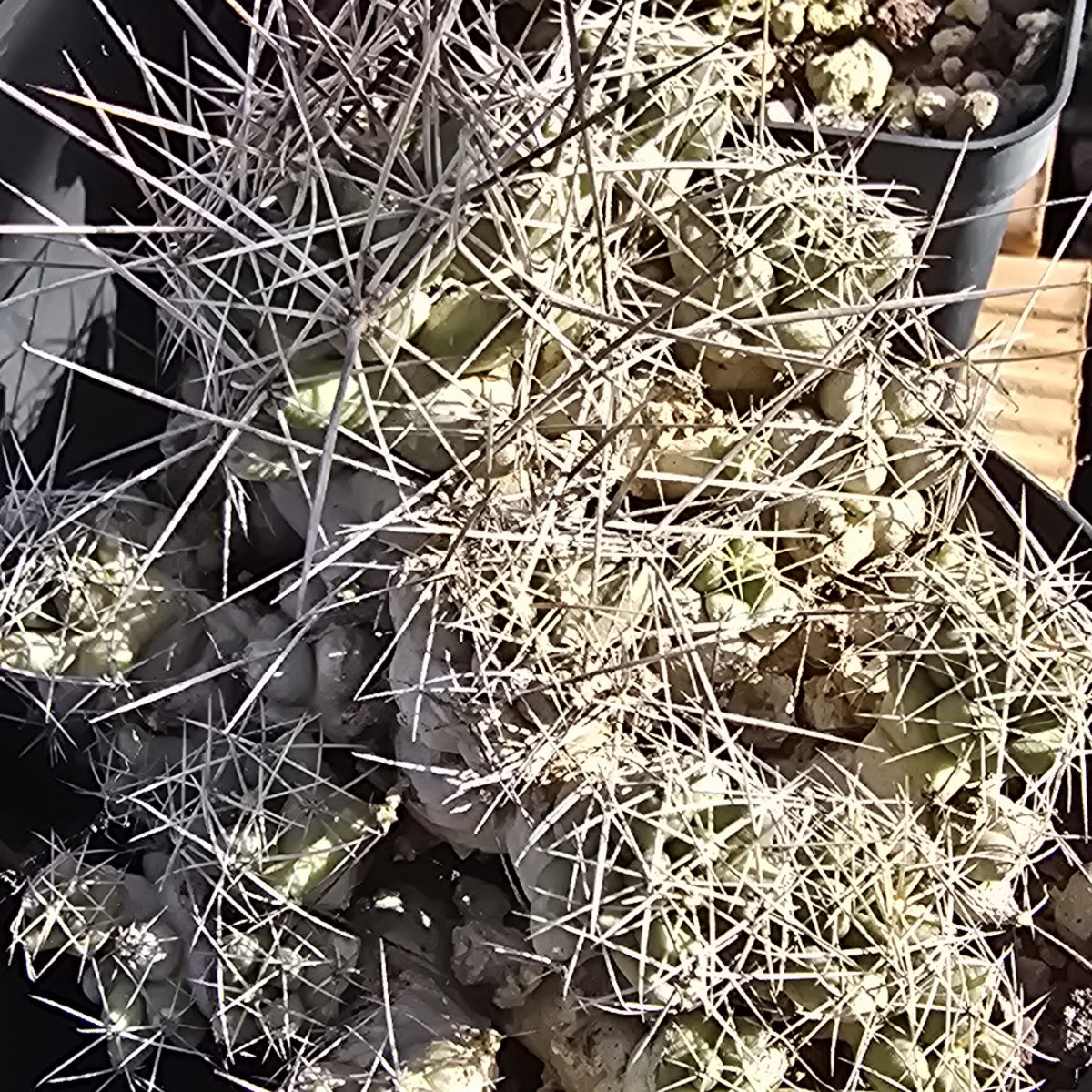 Coryphantha <br>runyonii