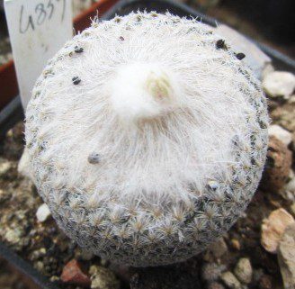 Epithelantha <br>bokei