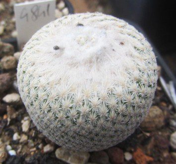 Epithelantha <br>bokei