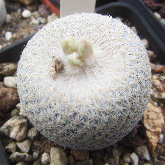 Epithelantha <br>bokei