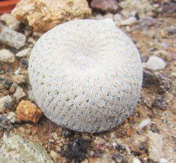 Epithelantha <br>bokei