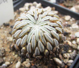 Loxanthocereus <br>aselliformis