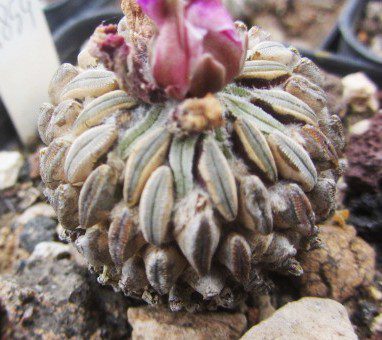 Pelecyphora <br>aselliformis