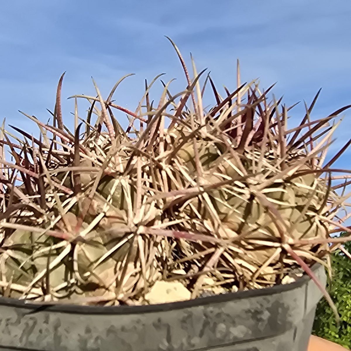 Ferocactus <br>aff viridescens