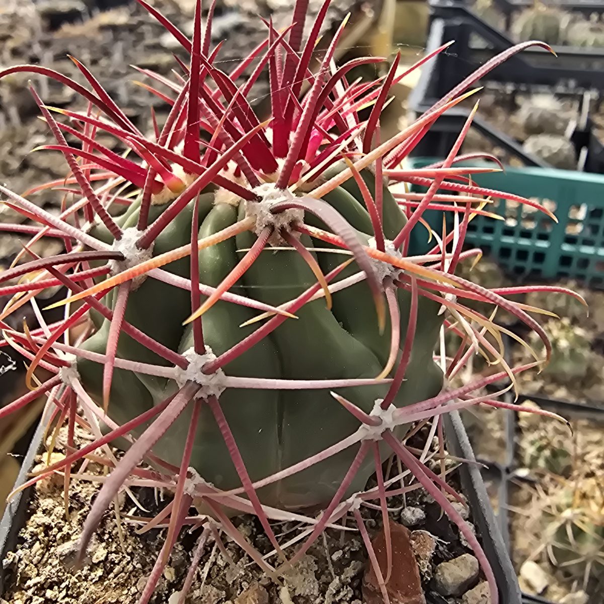 Ferocactus <br>gracilis