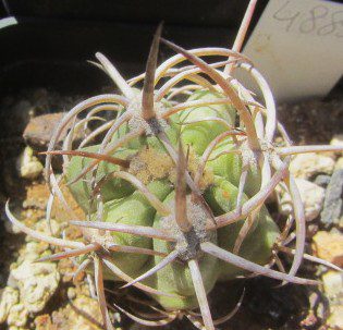 Copiapoa <br>solaris