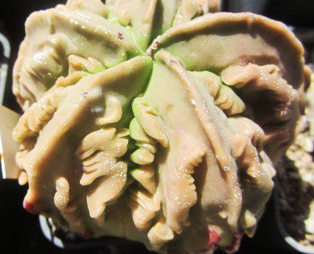 Astrophytum <br>myriostigma fukuryu nudum