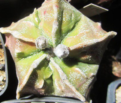 Astrophytum <br>cv fukuryu myriostigma