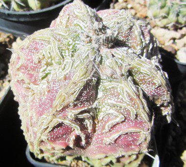 Astrophytum <br>hybrid fukuryu myriostigma