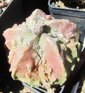 Astrophytum <br>myriostigma fukuryu