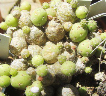 Tephrocactus <br>minor