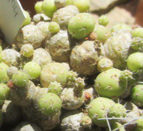 Tephrocactus <br>minor