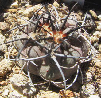 Copiapoa <br>sp chanaral de aceituna