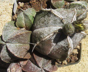 Astrophytum <br>myriostigma mix