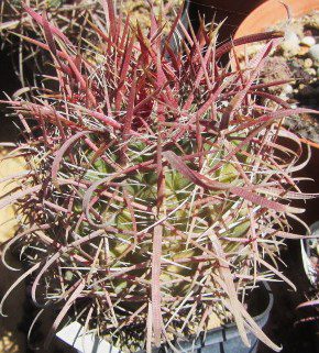 Ferocactus <br>gracilis forma