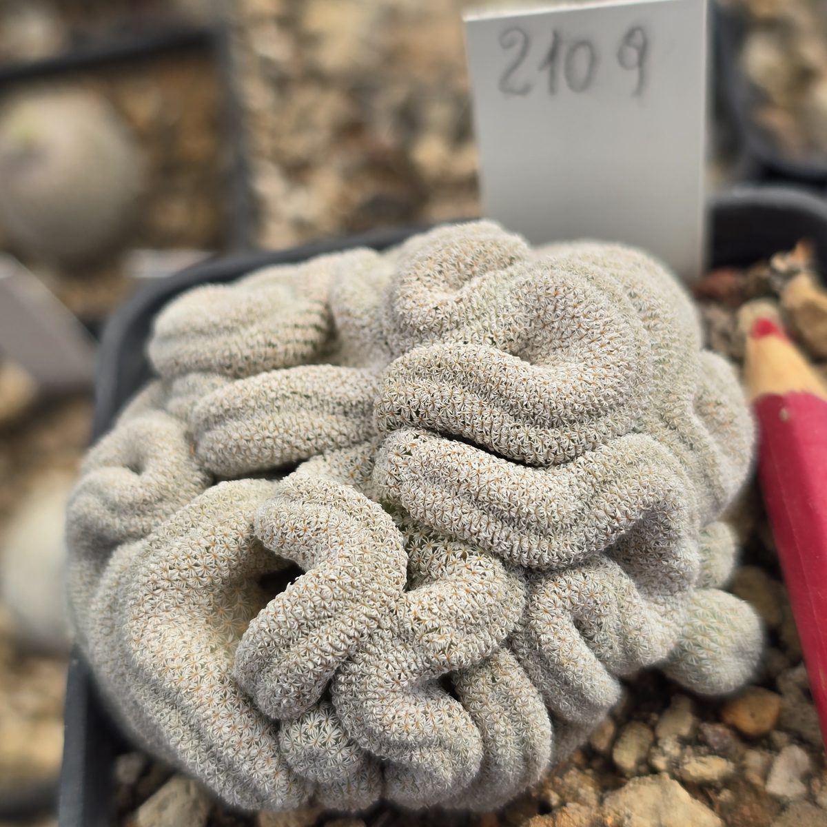 Epithelantha <br>pachyrhiza crest