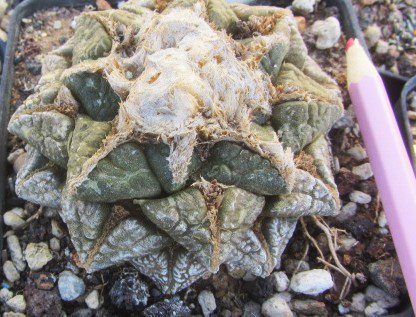 Ariocarpus <br>fissuratus lloydii