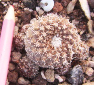Copiapoa <br>cv laui  