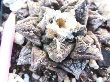 Ariocarpus <br>fissuratus fma