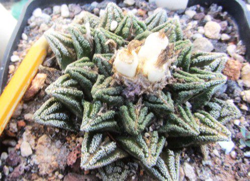 Ariocarpus <br>bravoanus hintoni