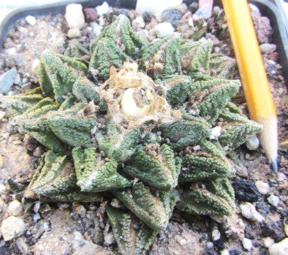 Ariocarpus <br>bravoanus hintoni