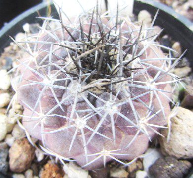 Copiapoa <br>cv longistaminea x?