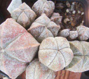 Astrophytum <br>mix myriostigma
