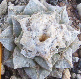 Ariocarpus <br>lloydii cultivar x?