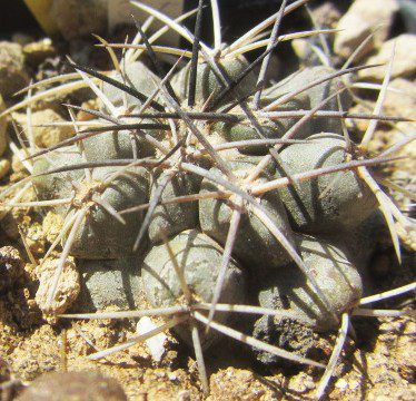 Copiapoa <br>sp lo cementerio