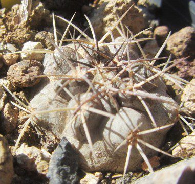 Copiapoa <br>sp lo cementerio