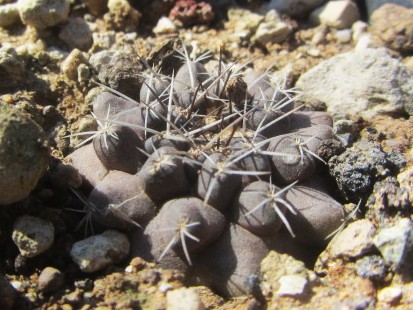 Copiapoa <br>aff humilis paposensis?